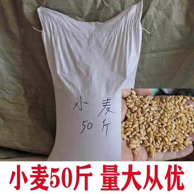 小麦50斤小麦粒散装面粉厂磨面小麦带皮麦子酿酒可发芽做麦芽糖