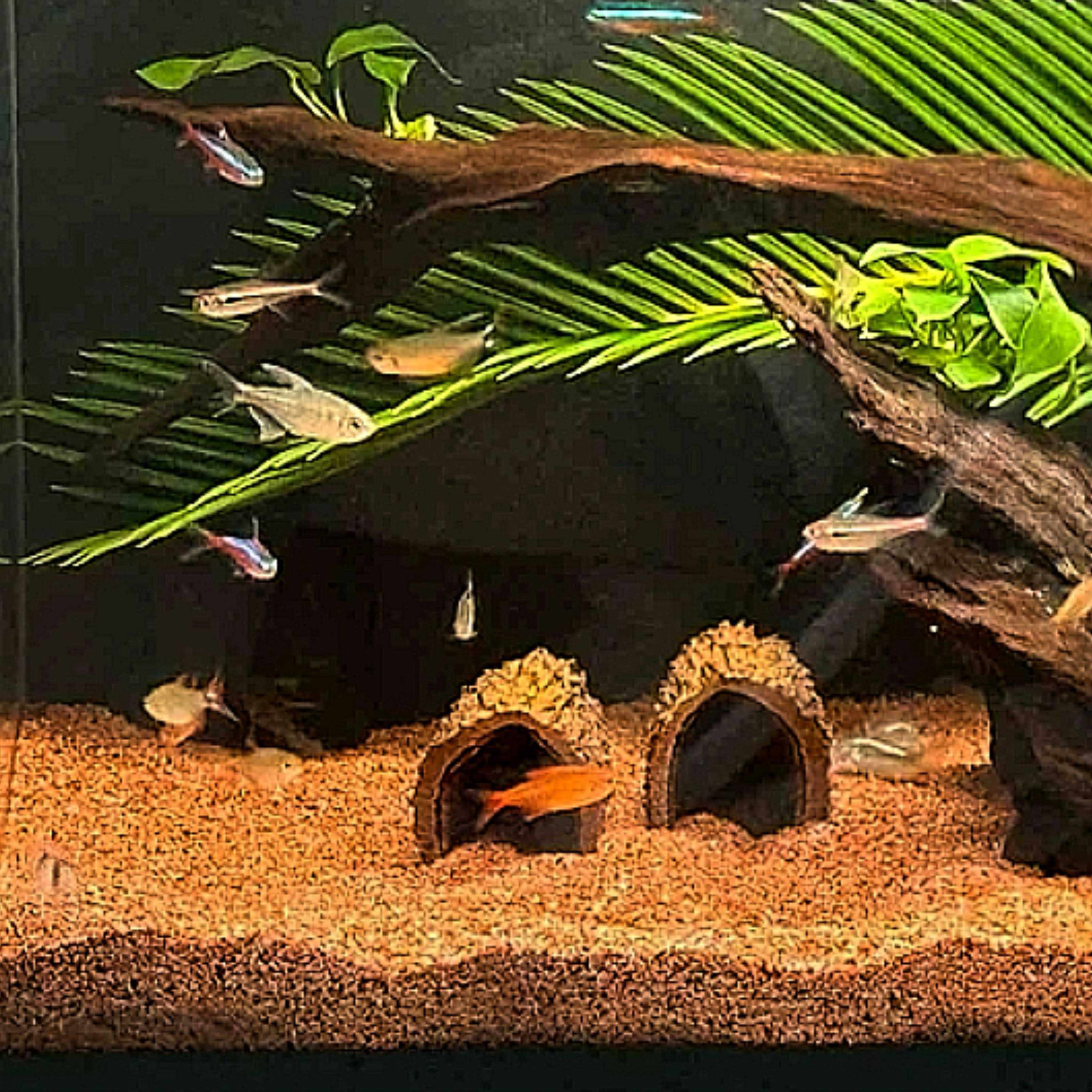 鱼缸沉木80-150缸水池造景南美树桩侧飘拱桥爬宠龟蟹躲避屋