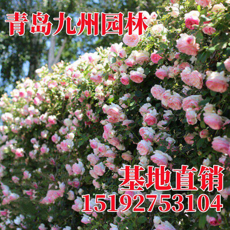 爬藤月季花卉植物红色龙沙宝石盆栽庭院蔷薇苗庭院欧月红龙月季花