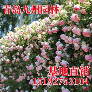 爬藤月季花卉植物红色龙沙宝石盆栽庭院蔷薇苗庭院欧月红龙月季花