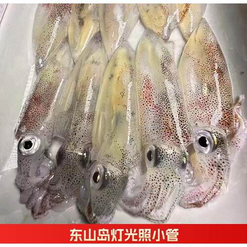 东山岛本港小管灯光照捕捞小鱿鱼 冷冻水产品 笔管海鲜活冻海兔子
