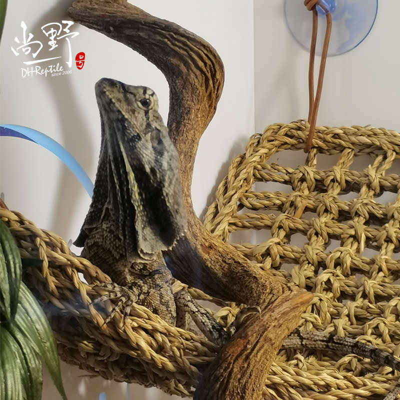 鬃狮蜥蜴吊床天然海草编织睫角守宫寄居蟹攀爬鹦鹉攀登玩具绳造景