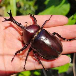 独角仙活虫甲姬兜长戟大兜网红宠物新手入门级好养昆虫大力士甲虫