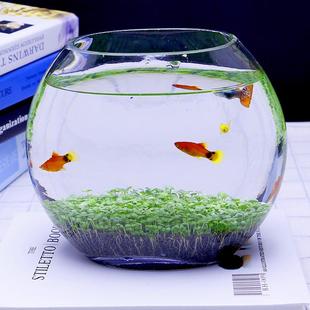 微景观玻璃生态造景瓶免打理DIY鱼缸水草泥水培植物种籽套餐批发