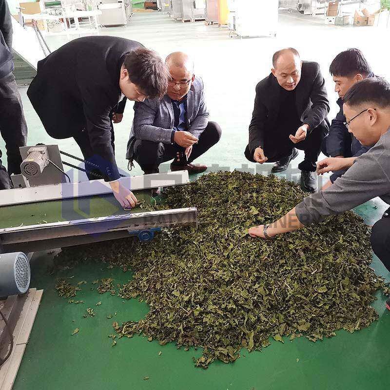 蛋白草烘干机网带式食叶草干燥机多型号食叶草脱水干燥设备