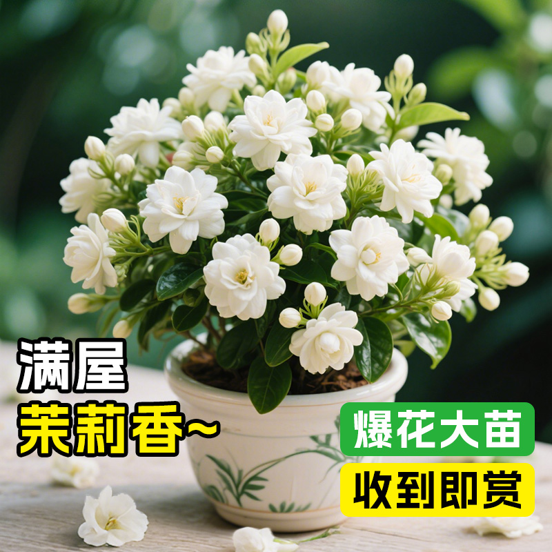 重瓣大花虎头茉莉花盆栽圆叶独杆老桩绿植花卉盆景懒人适合养的花