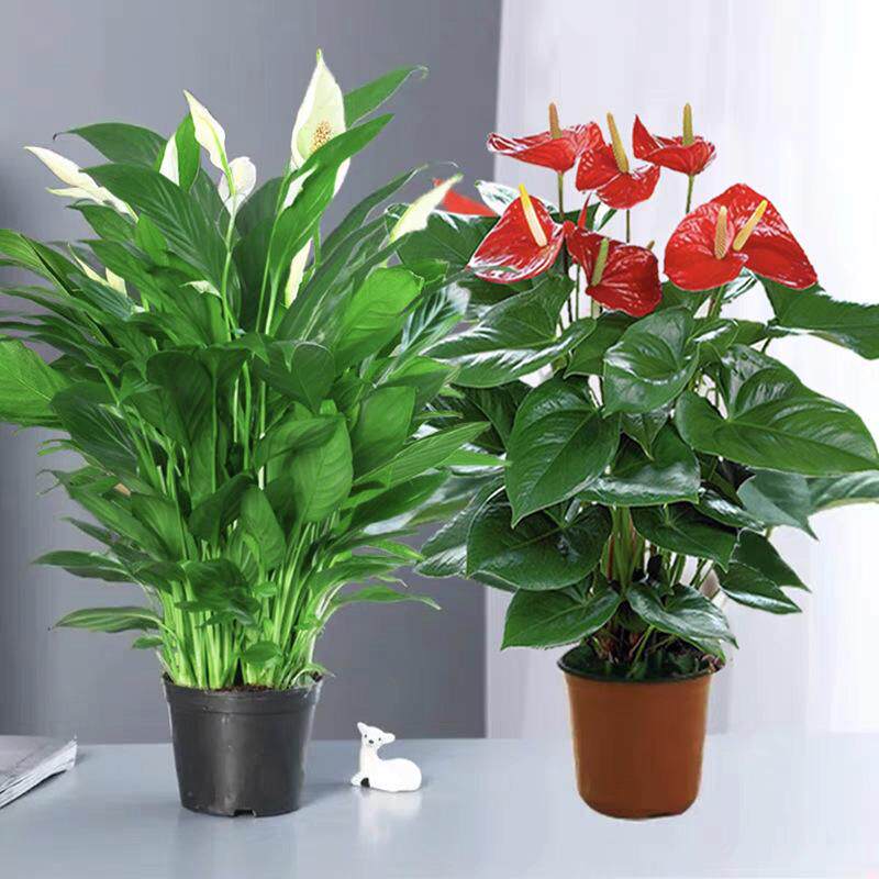 假花仿真盆栽红掌发财树装饰植物室内外客厅花塑料落地小盆景