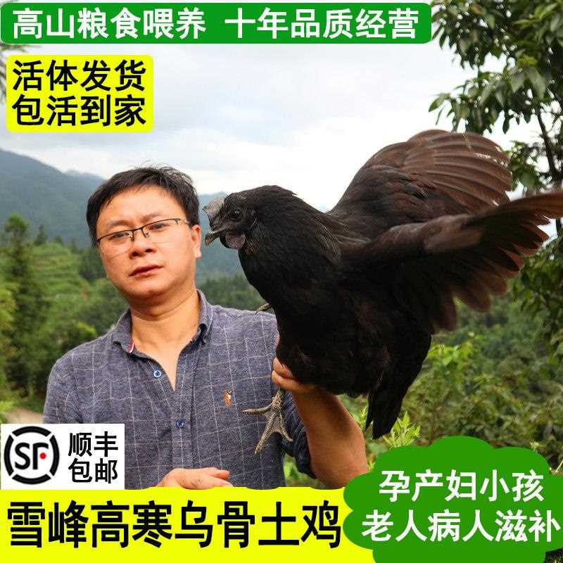 雪峰乌骨鸡活鸡发货包活到家散养土鸡五黑鸡公鸡乌鸡老母鸡
