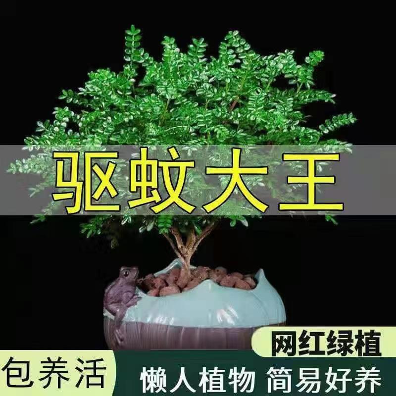 【驱蚊虫】清香木胡椒木盆栽植物盆景美化空气绿植花卉驱蚊草提神