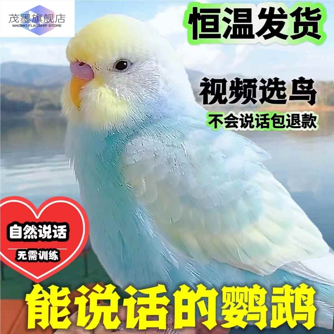 鹦鹉活鸟一公一母手养玄凤大头虎皮会说话的牡丹小鸟幼鸟活物宠物