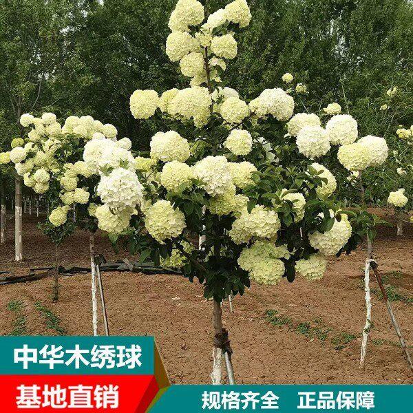 中华木绣球斗球树苗大花独杆树状木本绣球花庭院别墅风景树绿化树