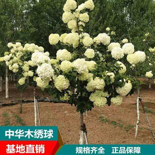 中华木绣球斗球树苗大花独杆树状木本绣球花庭院别墅风景树绿化树