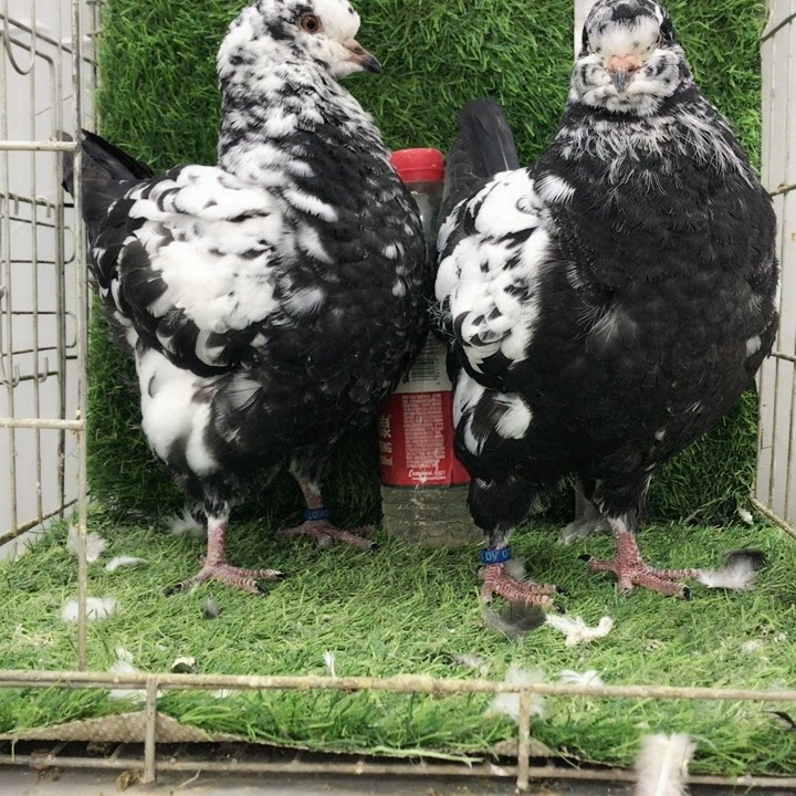 精品圆环摩登鸽子