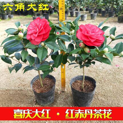 大红赤丹六角大红茶花盆栽树苗中国红喜庆年宵室内外四季阳台客厅
