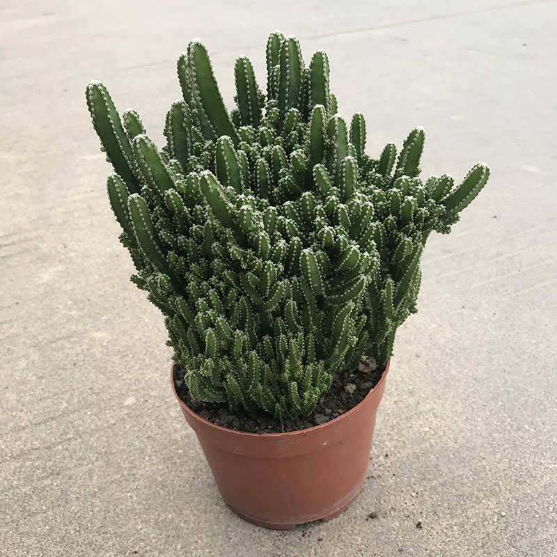 大颗仙人掌万重山多肉植物盆栽花卉防辐射庭院花卉景观室内盆景