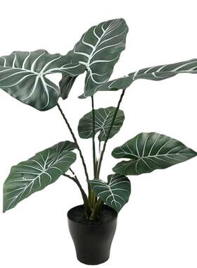 仿真绿色盆裁大叶片装饰绿植北欧客厅黑色白纹手感芋带盆单棵植物