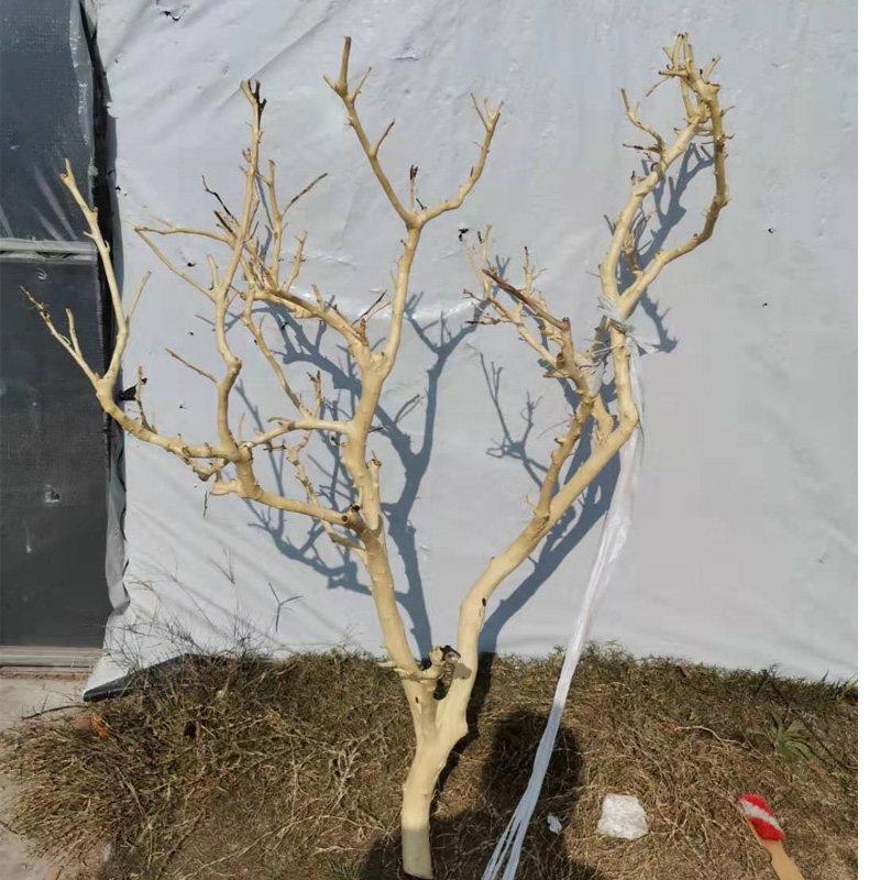 天然干树枝装饰婚礼许愿树路引拍摄道具枯树杆橱窗造景落地摆件