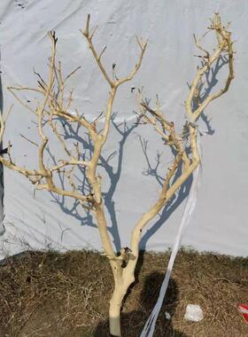 天然干树枝装饰婚礼许愿树路引拍摄道具枯树杆橱窗造景落地摆件