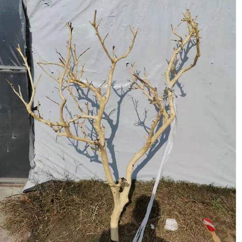 天然干树枝装饰婚礼许愿树路引拍摄道具枯树杆橱窗造景落地摆件