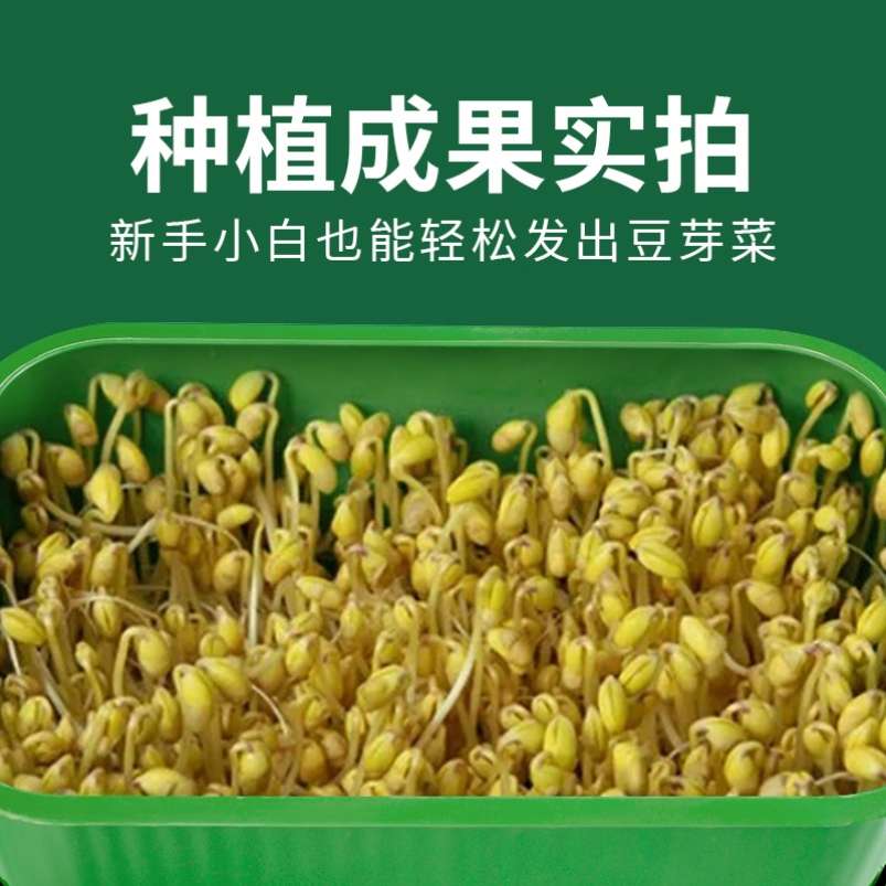 育苗盘种植发芽盆食品级家用豆芽机发豆芽专用盆神器生黄绿豆芽罐