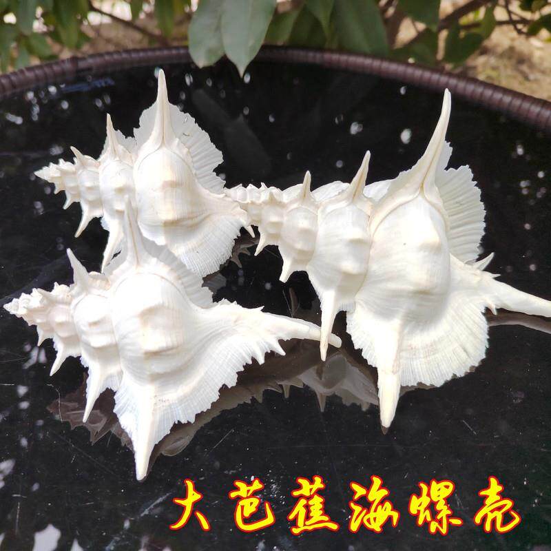 天然白海螺芭蕉螺你鞋葵蛤对贝壳白刺螺收藏标本观赏摆件礼品