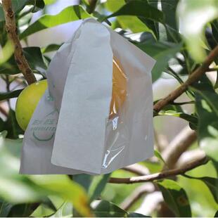 黄晶果套袋专用袋热情果百香果袋黄金果牛奶果白柿椰柿防水虫 新款