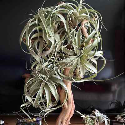 霸王杂柔婷-厂家直供基地空气凤梨无土植物铁兰新奇绿植