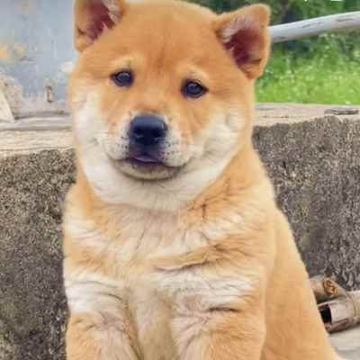 广西土猎犬中华田园犬看家护院大黄狗幼犬黄狗白面小土狗黄狗幼犬
