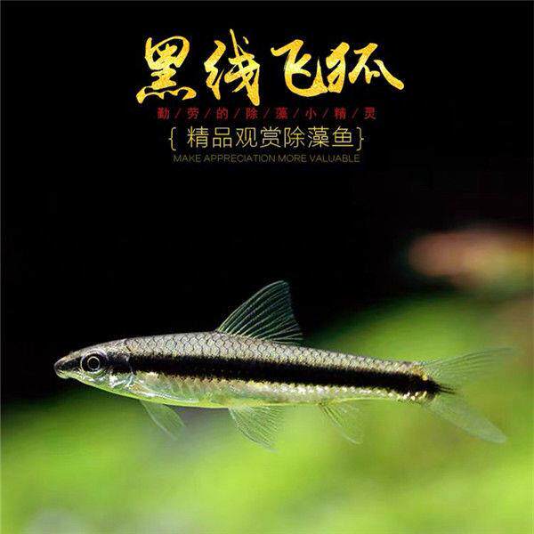 小猴飞狐/一线飞狐 草缸工具鱼 除藻除黑毛藻刚毛藻 清洁鱼热带鱼