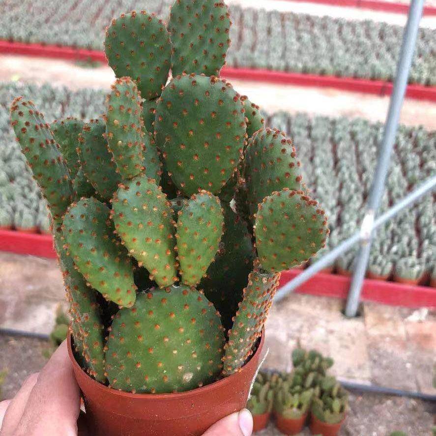【基地直供】室内小盆栽花卉多肉植物 仙人掌植物 红毛掌