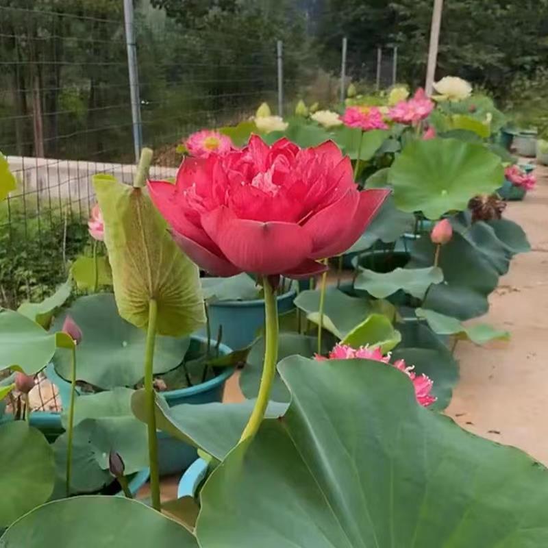 荷花种根苗大型观赏荷花苗盆栽水培池塘藕种碗莲睡莲花卉水生植物 鲜花速递/花卉仿真/绿植园艺 红掌/凤梨/温室花卉 原图主图