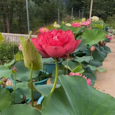 荷花种根苗大型观赏荷花苗盆栽水培池塘藕种碗莲睡莲花卉水生植物