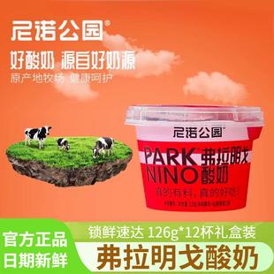 尼诺公园弗拉明戈酸奶126g*12杯碧根果仁搅拌酸奶零食早餐下午茶