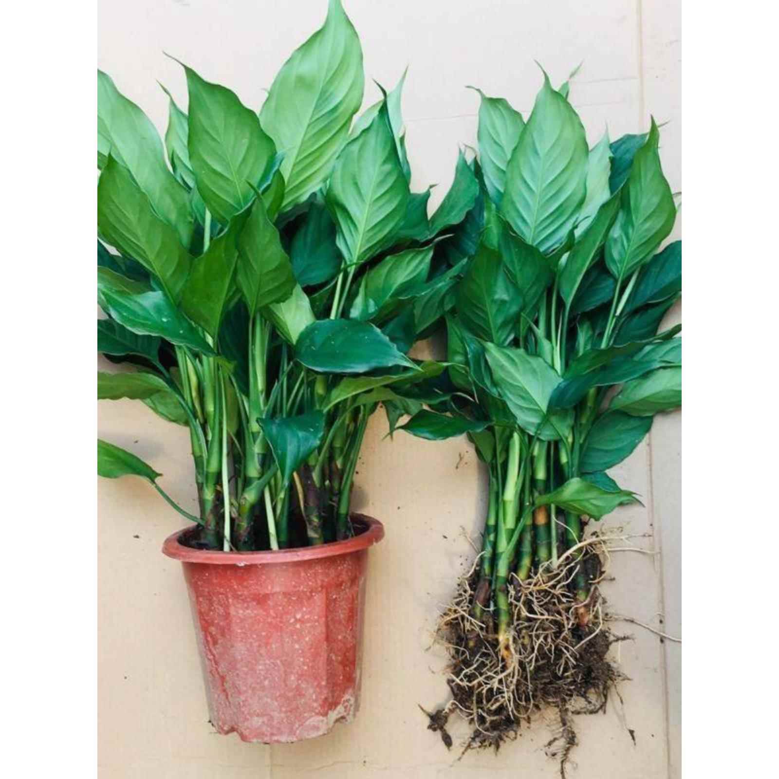 万年青盆栽植物四季常青客厅室内好养大型家养花卉绿植落地吸甲醛