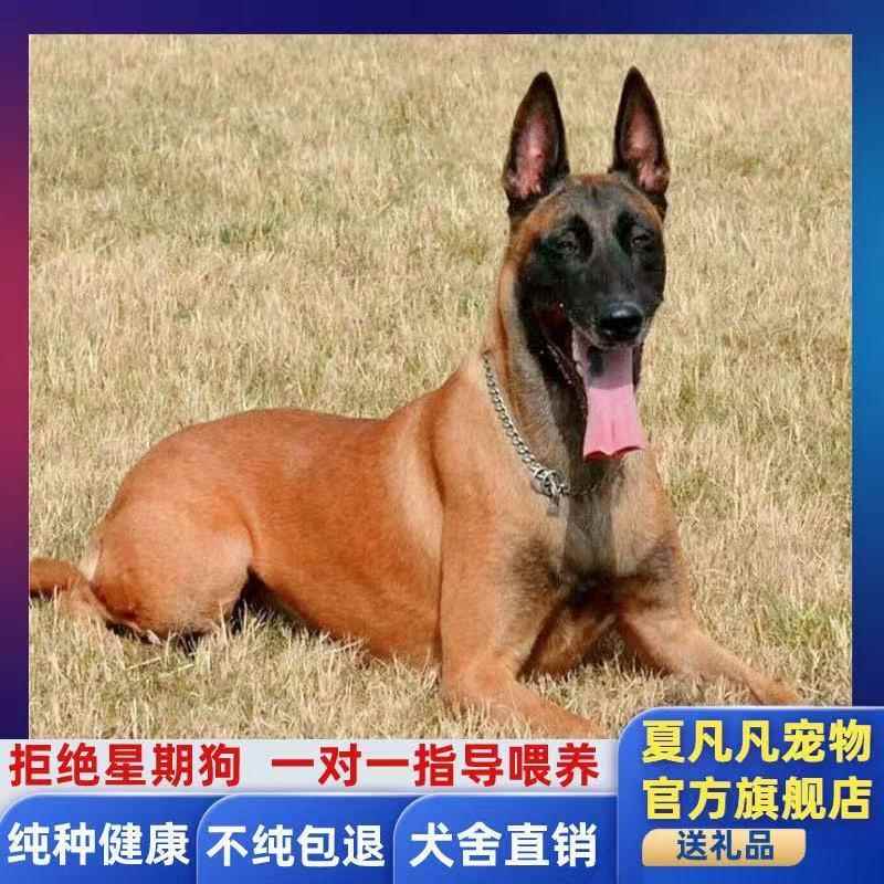 纯种马犬幼犬正宗双血统爆红马犬幼崽工作犬警犬便宜放羊犬护卫犬