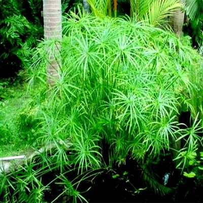 风车草水生植物风车草水竹盆栽苗室外水池鱼塘旱伞草水养水培造景