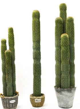 含阳大型仿仙仙人掌热带植盆物人柱室内落地绿真VHT植栽装饰造景