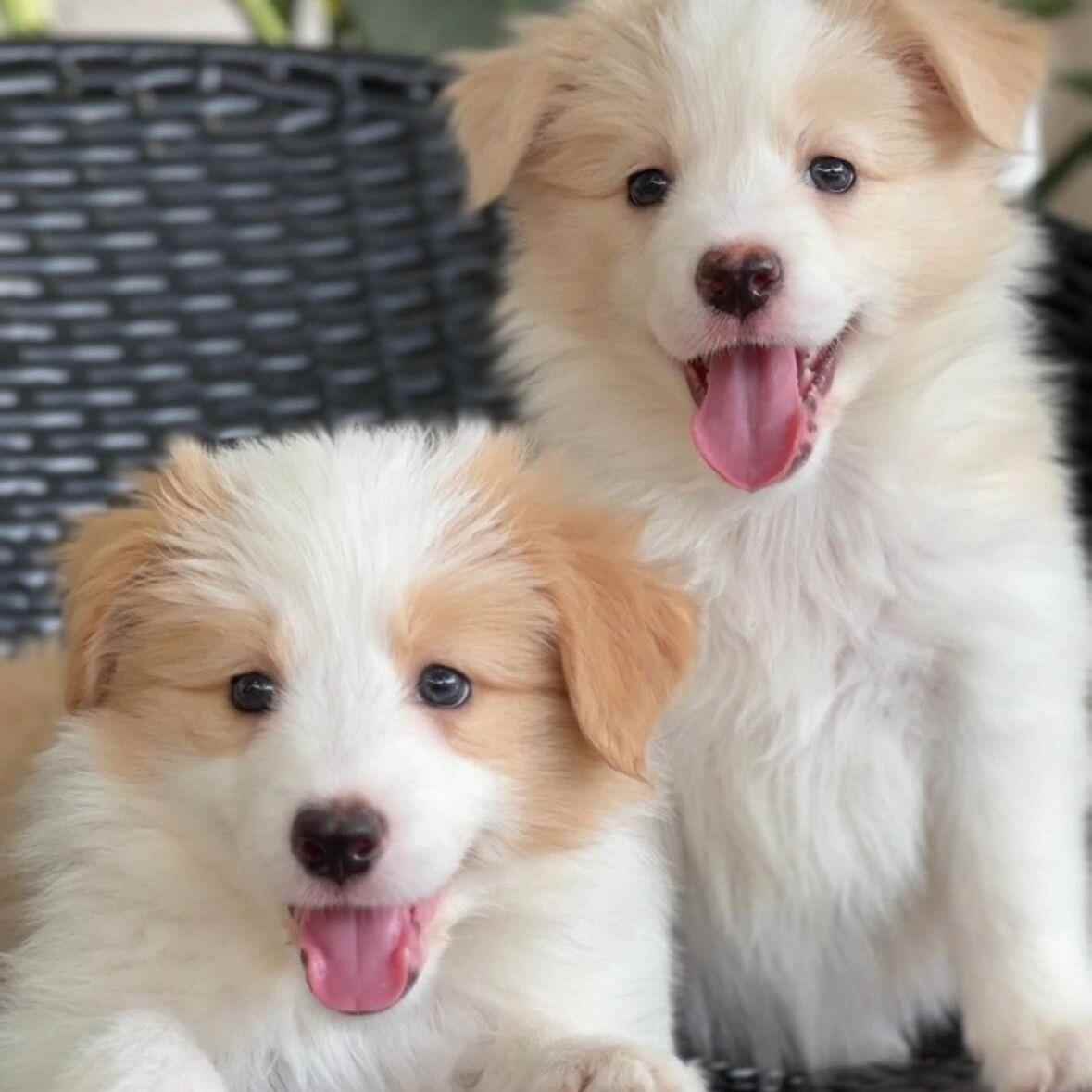 边牧幼犬便宜工作犬宠物狗陨石色边境牧羊犬双色狗崽幼宠包活超萌