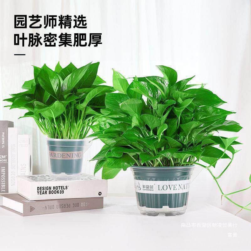 大叶客厅大盆除甲醛绿箩室内花卉吸长盆栽植物藤好养绿植其他