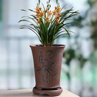 紫砂花盆特大号带托盘兰花君子兰蝴蝶兰盆栽陶瓷家用阳台桌面古典