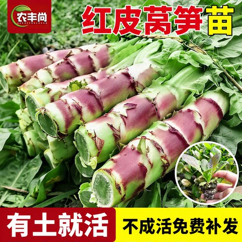 红皮莴笋苗秧红莴苣秧苗有机带土