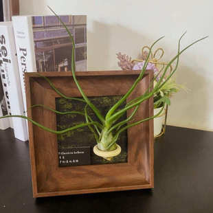 空气凤梨相框ins装饰画办公室软装植物绿植摆件客厅卧室桌面小众