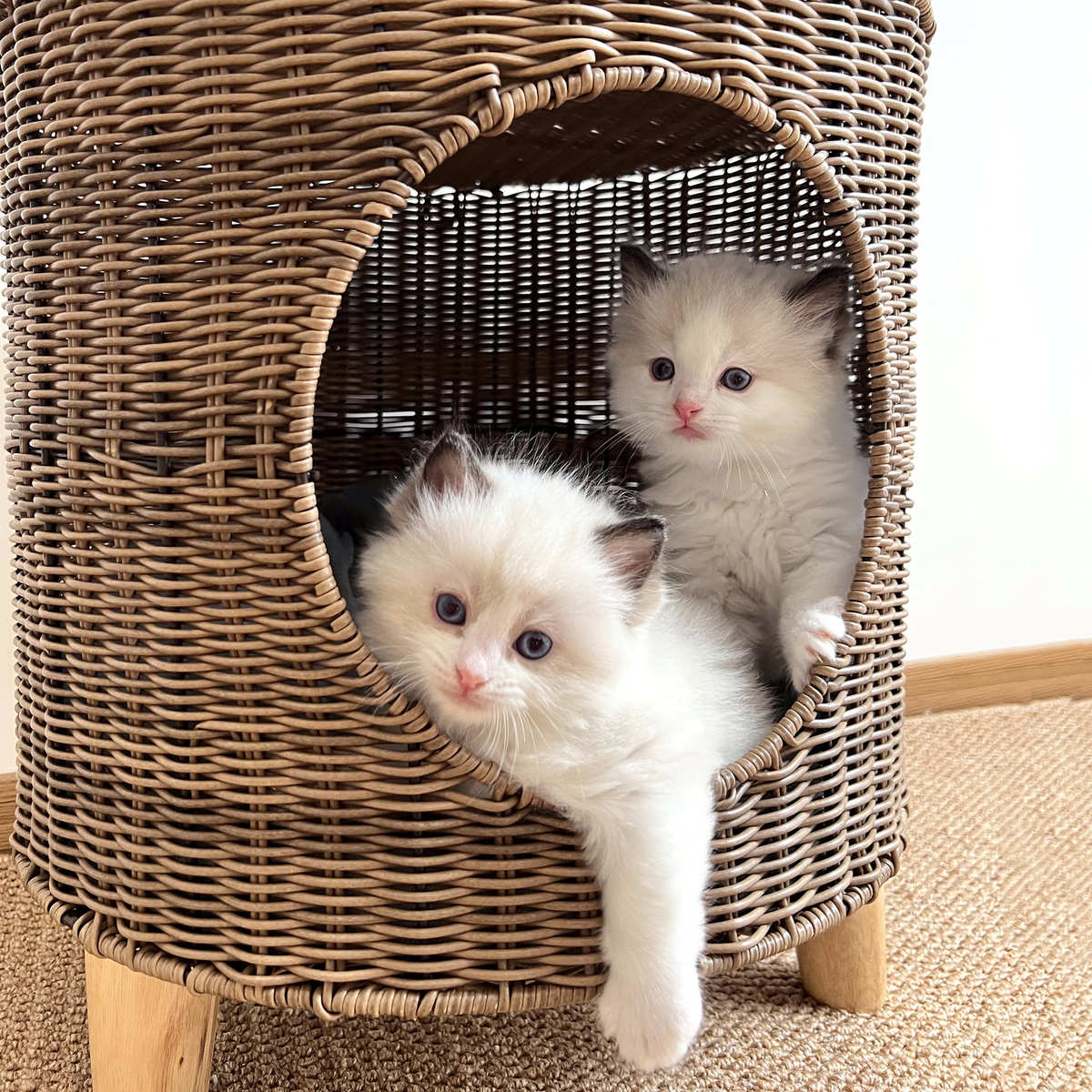 藤编猫窝四季封闭式猫屋猫爬架别墅可拆洗猫笼狗窝夏季猫房子猫床