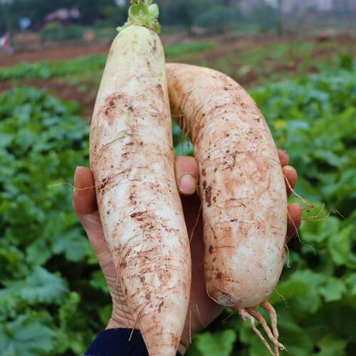 湖南衡阳本地农产品农家新鲜蔬菜炒菜煲汤凉拌腌制新鲜白罗卜5斤