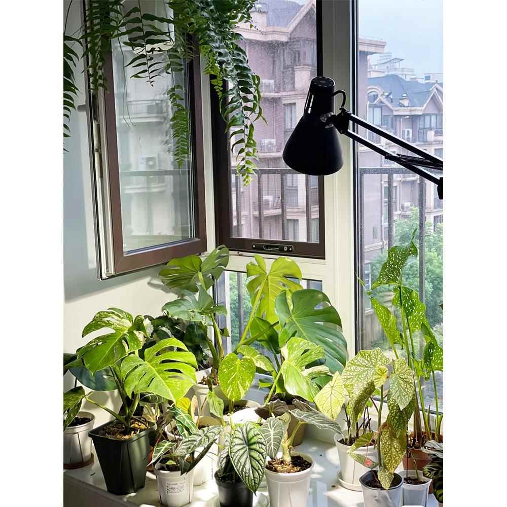 植物补光,多肉着色,古鱼缸,藻类爆炸,彷日光,室内绿色植物,