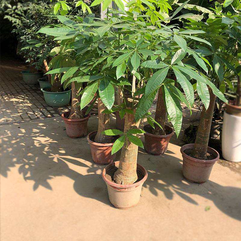 发财树盆栽光瓜栗马拉巴栗园林绿化园艺花卉基地盆栽绿植