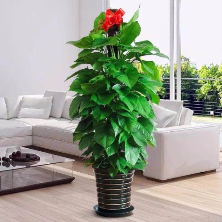 大叶绿萝柱小叶柱大型盆栽树桩花卉室内观赏植物净化空气大棵
