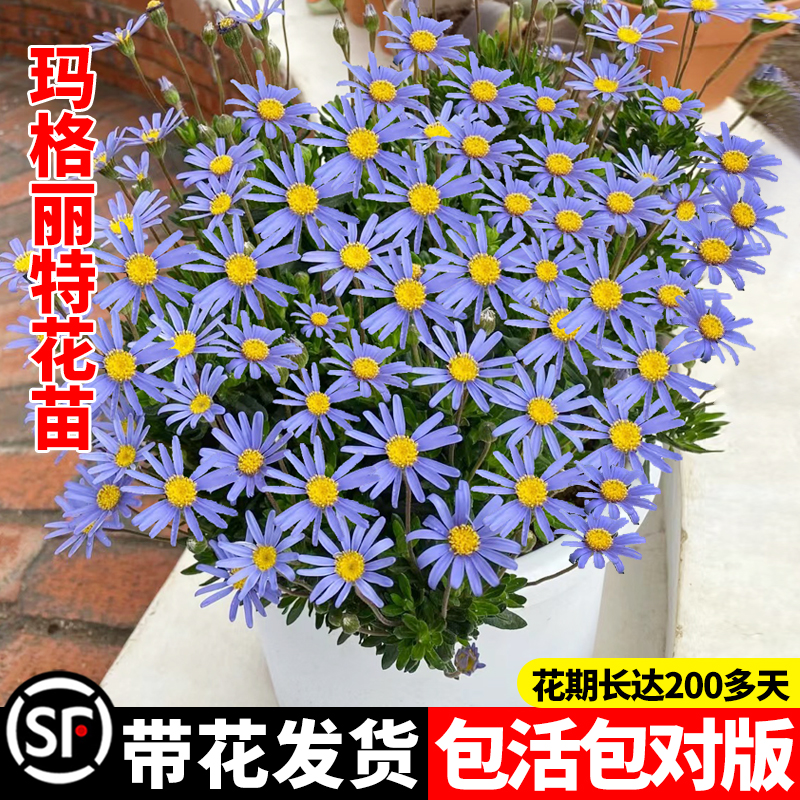 玛格丽特花苗盆栽带花球花苞庭院阳台菊花卉四季耐寒开花植物菊花