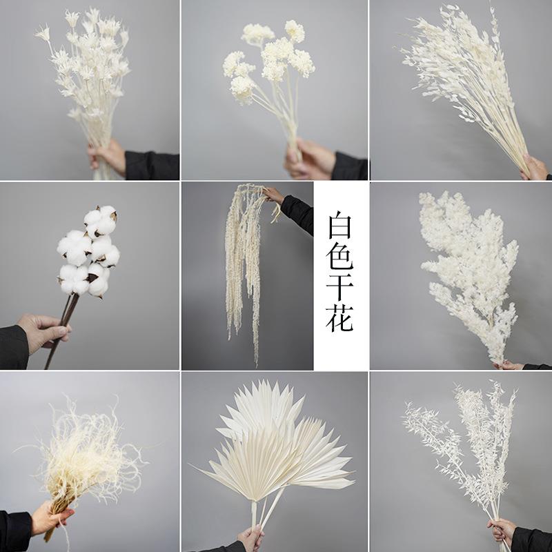 白色干花奶油风真花花束摆件装饰宿舍蓬莱松龙须草粉黛满天星棉花 - 实物图