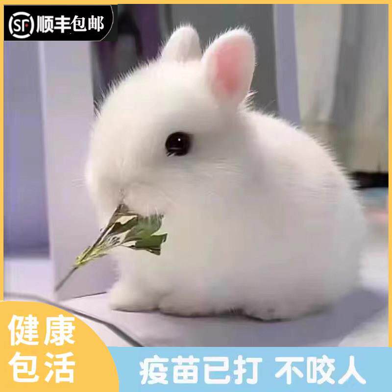 小型侏儒兔子活物长不大迷你兔儿童好养宿舍宠物兔荷兰垂耳兔活体